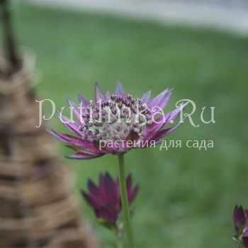 Астранция Star of Fire (Astrantia major Star of Fire)*