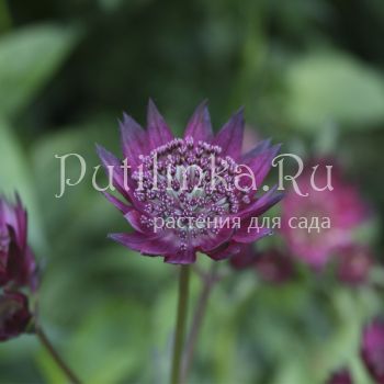 Астранция Star of Fire (Astrantia major Star of Fire)*