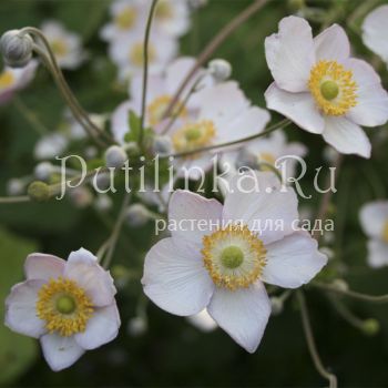 Анемона японская (Anemone japonica)*