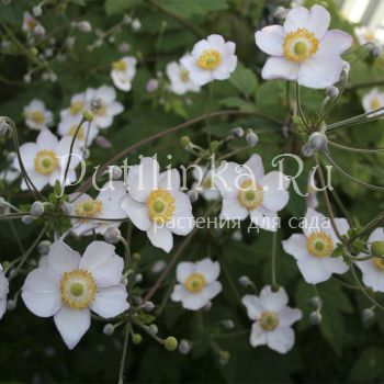 Анемона японская (Anemone japonica)*