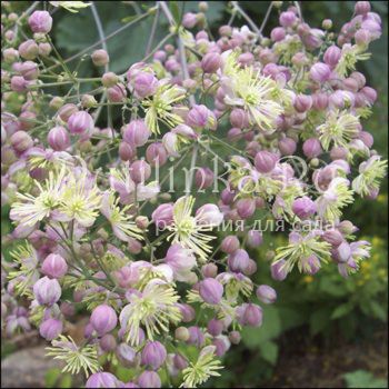 Василистник Elin (Thalictrum Elin)*