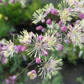 Василистник Elin (Thalictrum Elin)*