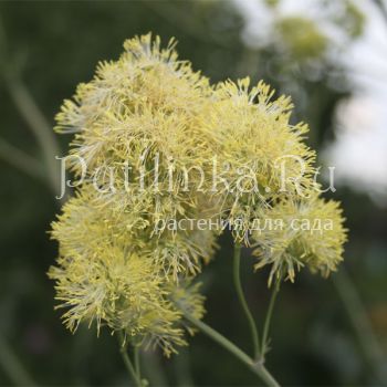 Василистник Tukker Princess (T. Tukker Princess)*