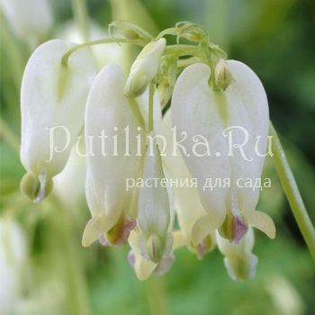 Дицентра красивая Аврора (Dicentra Aurora)*