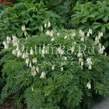 Дицентра красивая Аврора (Dicentra Aurora)*