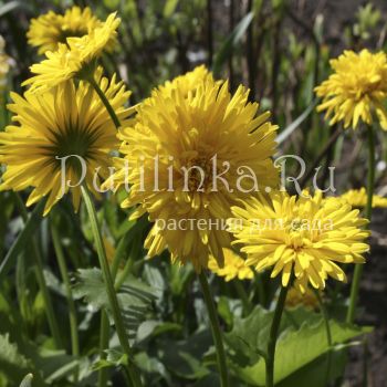 Дороникум карликовый махровый (Doronicum orientale Spring Beauty)*