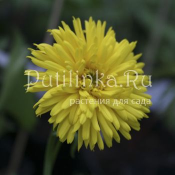 Дороникум карликовый махровый (Doronicum orientale Spring Beauty)*