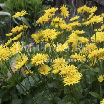 Дороникум карликовый махровый (Doronicum orientale Spring Beauty)*