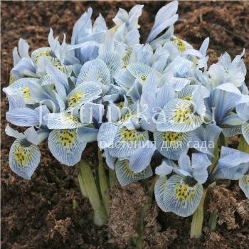 Ирис сетчатый Katharine Hodgkin (Iris reticulata Katharine Hodgkin)*