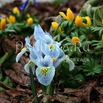 Ирис сетчатый Katharine Hodgkin (Iris reticulata Katharine Hodgkin)*