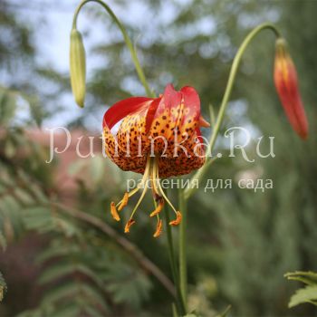 Лилия Pardalinum (Lilium Pardalinum)*