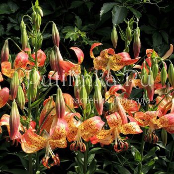 Лилия Pardalinum (Lilium Pardalinum)*