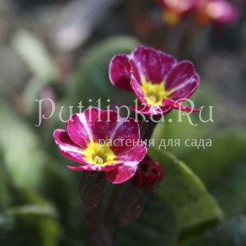 Примула Dark Rosaleen (Primula Dark Rosaleen)*