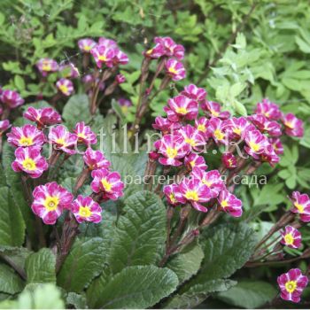 Примула Dark Rosaleen (Primula Dark Rosaleen)*