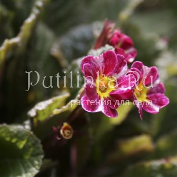 Примула Dark Rosaleen (Primula Dark Rosaleen)*