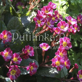 Примула Dark Rosaleen (Primula Dark Rosaleen)*