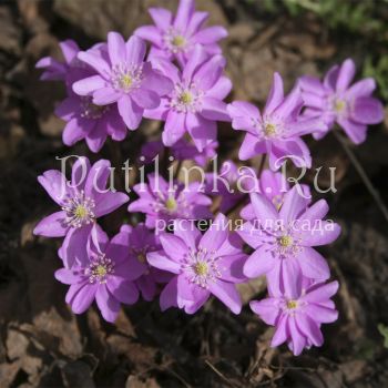 Печеночница благородная розовая (Hepatica nobilis Rosea)*