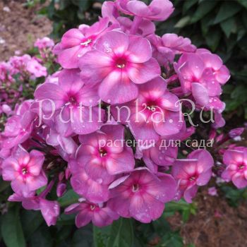 Флокс метельчатый Волшебная лампа (Егорова В)*