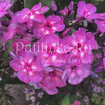 Флокс метельчатый Волшебная лампа (Егорова В)*