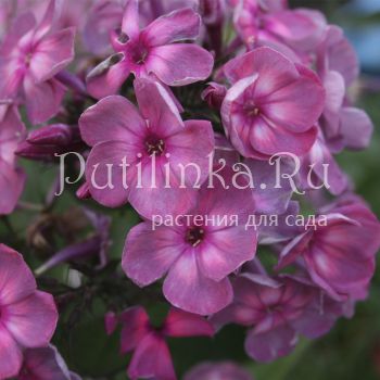 Флокс метельчатый Волшебная лампа (Егорова В)*