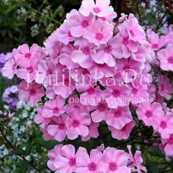 Флокс метельчатый Розовое шампанское (Егорова В)*