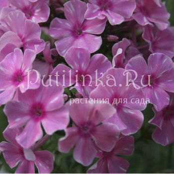 Флокс метельчатый Розовое шампанское (Егорова В)*