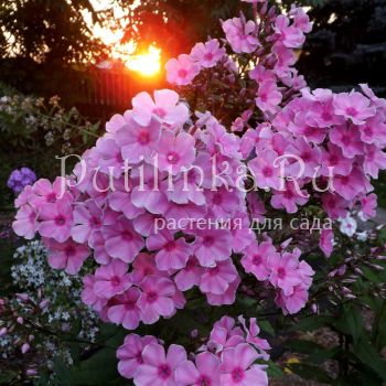 Флокс метельчатый Розовое шампанское (Егорова В)*