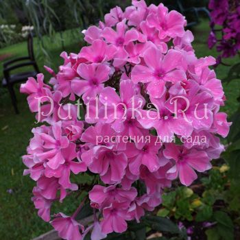 Флокс метельчатый Розовое шампанское (Егорова В)*