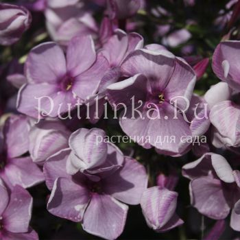 Флокс метельчатый Северная Пальмира (Егорова В)*