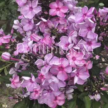 Флокс метельчатый Северная Пальмира (Егорова В)*