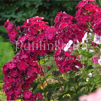 Флокс метельчатый Эсмеральда (Егорова В)*