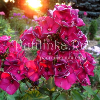 Флокс метельчатый Эсмеральда (Егорова В)*