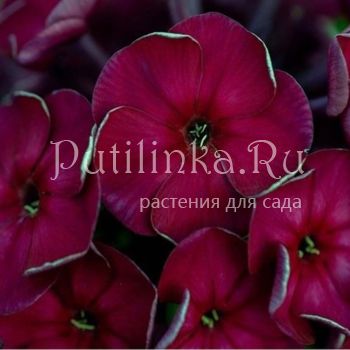 Флокс метельчатый Эсмеральда (Егорова В)*