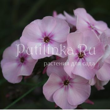 Флокс метельчатый Гейша (Егорова В)*