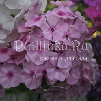 Флокс метельчатый Гейша (Егорова В)*