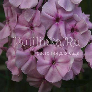 Флокс метельчатый Гейша (Егорова В)*