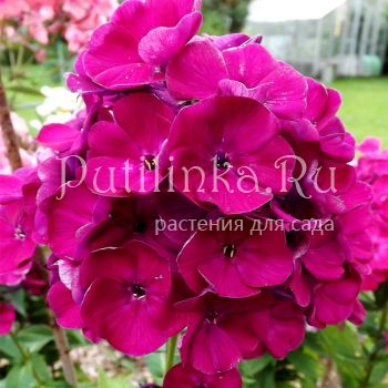 Флокс метельчатый Дикая вишня (Егорова В)*