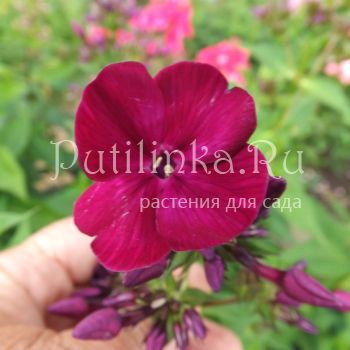 Флокс метельчатый Дикая вишня (Егорова В)*