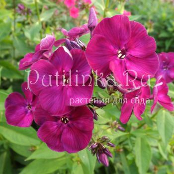 Флокс метельчатый Дикая вишня (Егорова В)*