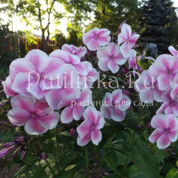 Флокс метельчатый Красотка (Егорова В)*