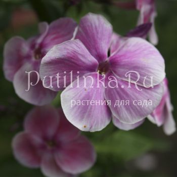 Флокс метельчатый Красотка (Егорова В)*