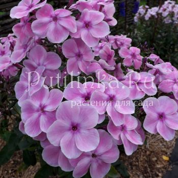 Флокс метельчатый Красотка (Егорова В)*