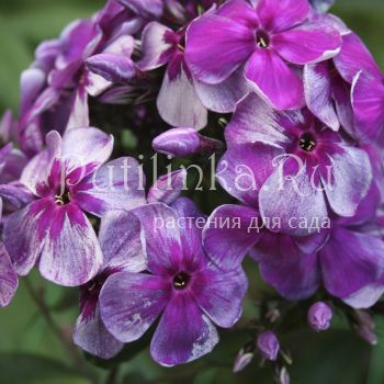 Флокс метельчатый Кудесник (Егорова В)*