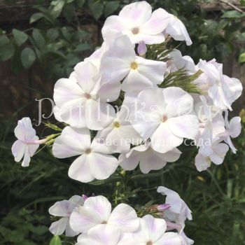 Флокс метельчатый Ледяная пещера (Егорова В)*