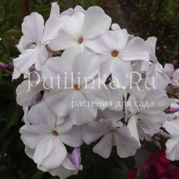 Флокс метельчатый Ледяная пещера (Егорова В)*