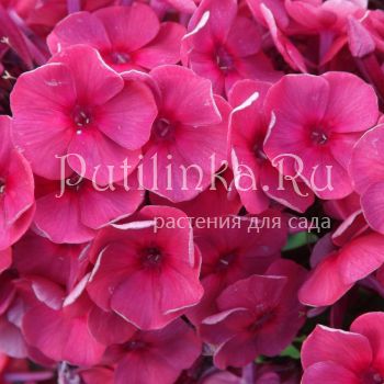 Флокс метельчатый Магнит (Егорова В)*