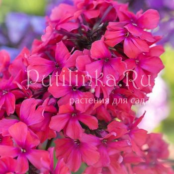 Флокс метельчатый Пионерский костер (Егорова В)*