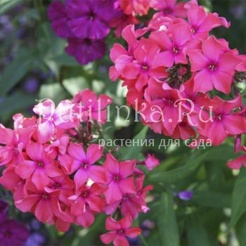 Флокс метельчатый Пионерский костер (Егорова В)*