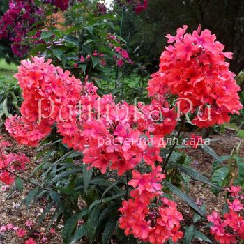 Флокс метельчатый Пионерский костер (Егорова В)*