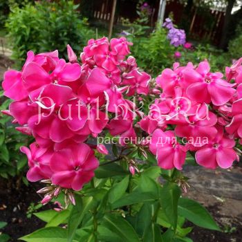 Флокс метельчатый Розовая пантера (Егорова В)*